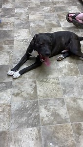 17K views · 153 reactions | Dudley has had a longer stay than any of our current dogs at the shelter. Please help us get this boy a home. He is mostly sponsored making his adoption fee only $25. He needs to meet any canines and no kitties for this guy. Please, please, share. He is so stressed at the shelter and doesn’t understand why no one wants him. He loves people!!!! #letsfindahomeforDudley | Brown County Humane Society, Kansas | Facebook