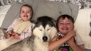 The most adorable trio ever!😭💖. #huskylife | Milperthusky