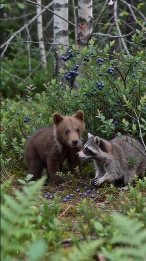 Have you ever seen a bear cub eat blueberries like this? #Wildlife #cute