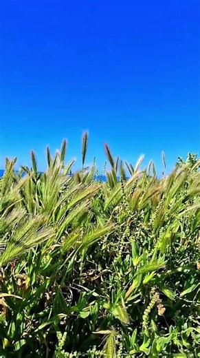 Pure Serenity: Green Fields & Blue Skies 🌊#purewalking #beach