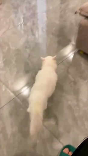 MAKE YOUR DREAMS COME TRUE #animalvoiceover #voiceover #animals #funny #reels #klrdubs | KLR Productions