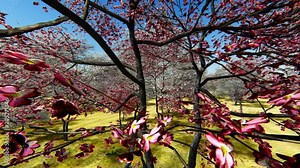 Flowering dogwood trees in orchard in spring time