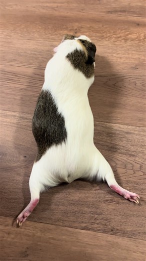 Discovering the World: Adorable Guinea Pig Adventure