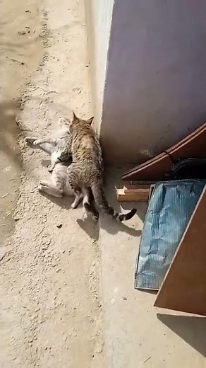 dog attack at cat | dog vs cat fight till death