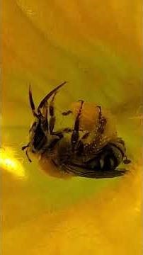 Bee in Squash Blossom 🐝