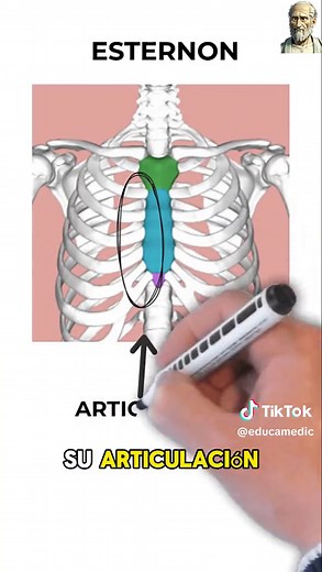 Anatomía del tórax oseo 🦴