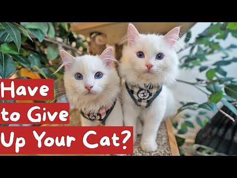 How to Deal with Cat Allergies (6 Valuable Tips) | The Cat Butler