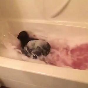 15M views · 103K reactions | Mom got me a nice lush bath and clearly I loved it! :D <3 Credit: @charlottemaemyfrenchiebae | Furry Tails | Facebook