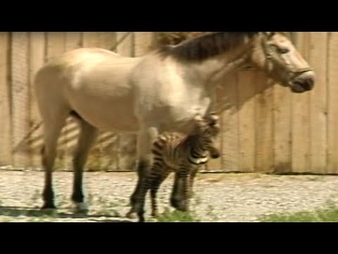 WATCH: Horse gives birth to zebra in 1984