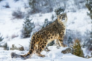 Snow Leopards of India Tour | Guided Journey to Ladakh