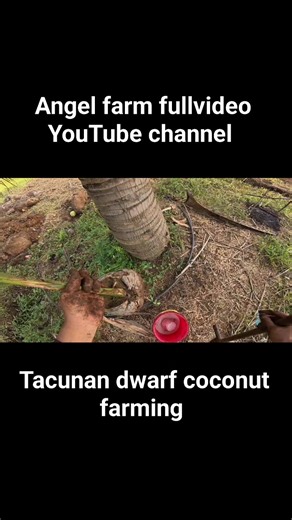 1.3K views · 17 reactions | Tacunan dwarf coconut farming | Angels Farm | Facebook