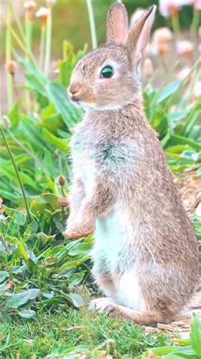 The Agile Squirrel – Nature’s Little Acrobat