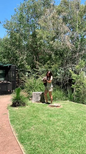 Playful Wombat Seizes the Moment in Australia | Funny Animal Video