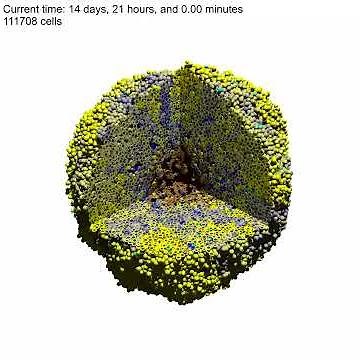 3-D PhysiCell simulation of a heterogeneous tumor