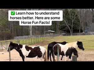 ✅ Learn how to understand horses better. Here are some Horse Fun Facts! #learnabouthorses #horse