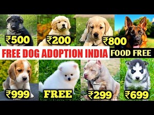 Free Dog Adoption 2026 | All India Delivery | ₹599 Dog Sale | Husky ₹599 | Pitbull ₹299 | Free Dogs