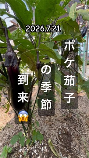 [The Season for Deformed Eggplants is Here] #EggplantCultivation