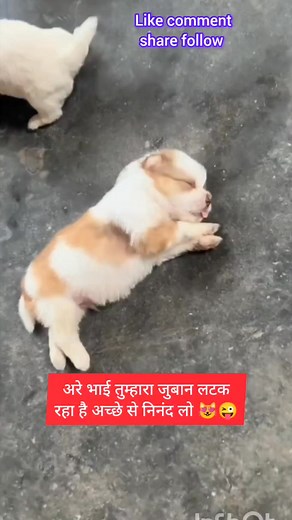 Funny 😂😜🫣 video #virlreels #trendingreel #virlvideo #shortsvideos #comedy #laughter #animals #funny #laughing #shorts | Avi Raaz