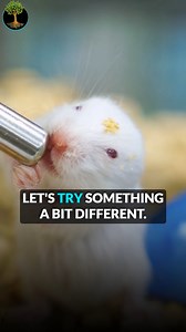 11K views · 261 reactions | What if addiction isn’t about the drug…...