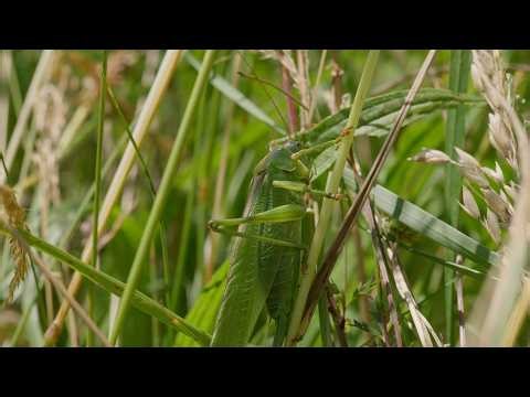 Diversité végétale & plantes sauvages médicinales - Extrait du film "Incroyables Plantes !"