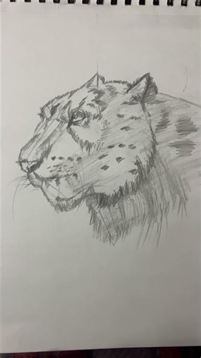 Snow leopard drawing #drawing #snowleopard