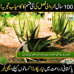 100سال عمر والی فصل کی نئی قسم کا کامیاب تجربہ! پاکستانی زراعت میں نیا ریکارڈ!کسانوں کیلئے اچھی خبر Modern ALOE VERA Farming in Pakistan | New Million Dollar Medicinal Crop | Discover Pakistan #aloevera #medicinalcrop #Farmer #profitable #business #skincare #kissankapakistan #DiscoverPakistan | Discover Pakistan