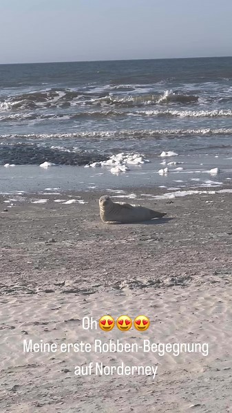 ##robbe❤️ 💙 ##about##norderney💙 Inselliebe ------------------------------- ⚓ ##Norderney##meineInsel⚓ ------------------------------- ##nordsee##northsea##nordseeinsel ##inselliebe ##friendzone ##aktueller##lieblingsplatz##Meer##Strand##Ostfriesland##Deutschland##Germany##lifeisbetteratthebeach##pictureoftheday ##nature##travel##beautifuldestinations##vacation ##lovetheocean##mehrmeer##freshair##balsamfürdieseele##brainfood##ausspannen