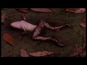 Nat Geo Wild HD Promo 2015