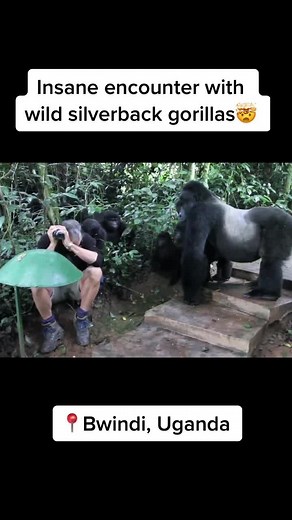 Insane Encounter with Wild Silverback Gorillas in Bwindi, Uganda