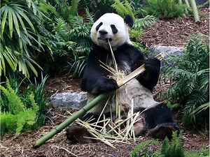 As Calgary Zoo's giant pandas await travel permits, concerns over bamboo supplies mount