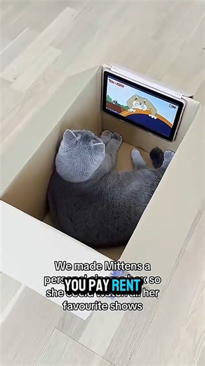 This Cat Deserved an Oscar 😂 | Dramatic Cat Reaction | Funny Cat Shorts #cat #funny #animals