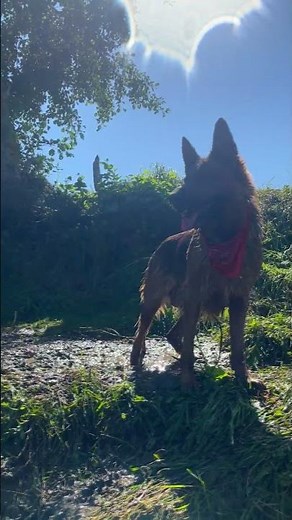 Dog shaking off water 🎦