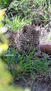 1.1K views · 39 reactions | Watch in awe as this leopard cub devours...