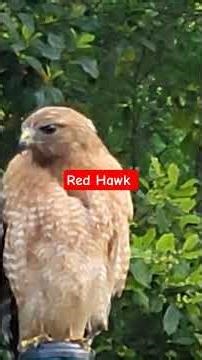 Red Hawk Preening