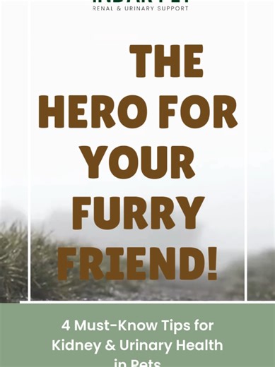 Tips for Caring for Pets with Kidney and Urinary Issues
