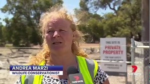 Hundreds of kangaroos stuck in the suburbs - see why this housing development is being labelled a death trap. www.7NEWS.com.au #7NEWS | 7NEWS Perth