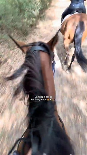 ✨🐎