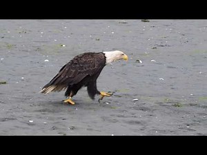 Walking Bald Eagle in Auke Bay, Juneau