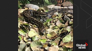Edmonton zoo employee taken to hospital after bite from Burmese python