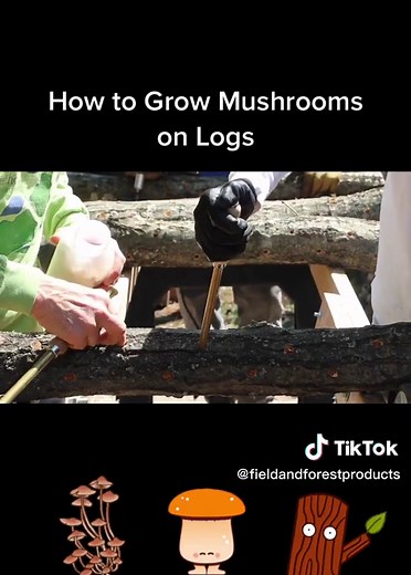 Growing Mushrooms on Logs: A Beginner's Guide