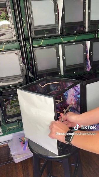 Setting Up a Hatchling Chameleon Enclosure Guide