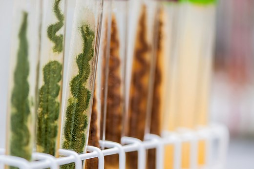 Solid state fermentation forward looking applications