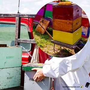 Best Way to Move a Beehive - Carolina Honeybees