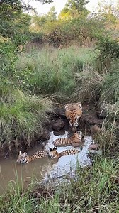It's not about enjoying just a swim, it's science! Tigers sit in water to cool down because they can't sweat efficiently. Their body temperature is regulated by seeking a water source to dissipate heat, a behavior called thermoregulation. This keeps them from overheating, especially during hot afternoons. Can you guess, which animal is giving alarm calls? VC: rahulmangam1994 #TigerFacts #Tiger #nature #wildlife #predator #AnimalBehavior #thermoregulation #animals #wildanimals | Dr. PM Dhakate