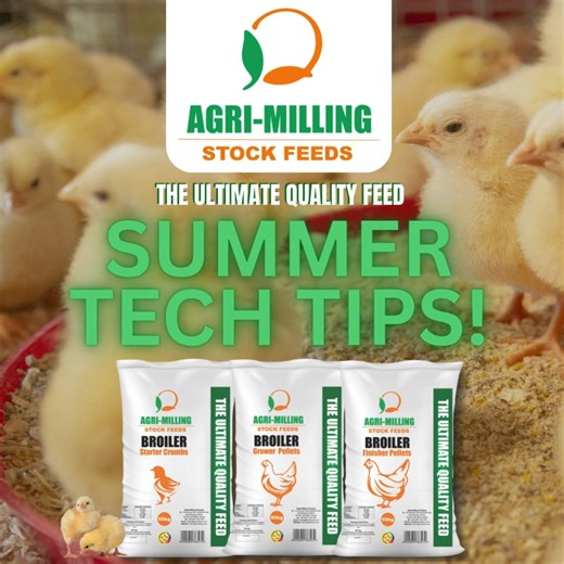 "Fresh air, warm birds"- The ventilation balancing act. 1.Ensure fresh air without cold drafts 2.use poly hessian curtains to block wind 3.Avoid ammonia build up - it harms respiratory health and reduces feed intake #poultryfarming #summertips #AgrimillingStockfeeds #TheUltimateQualityFeed #chooseagrimillingstockfeeds | Agri-Milling Stock Feeds | Facebook