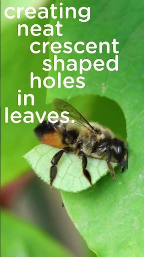 Ready to celebrate World Bee Day? 🍃🐝