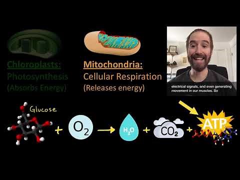 Biology (3-7) Chloroplast and Mitochondria