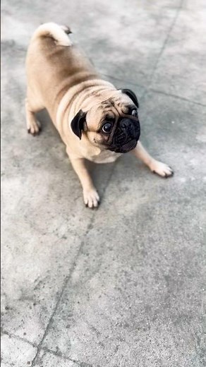 Pug dog barking!!😱 #pug #shorts #funny