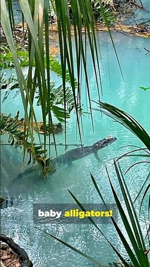 I Can't Believe How Cute These Baby 🤯Alligators Are!