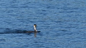 Cormorant Sea Stock Footage Video (100% Royalty-free) 1099093557 | Shutterstock